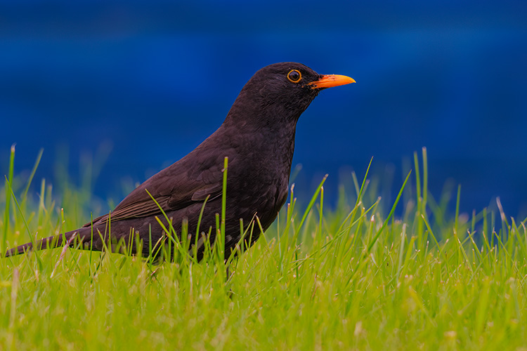 Blackbird Turdus merula posing by blue shed